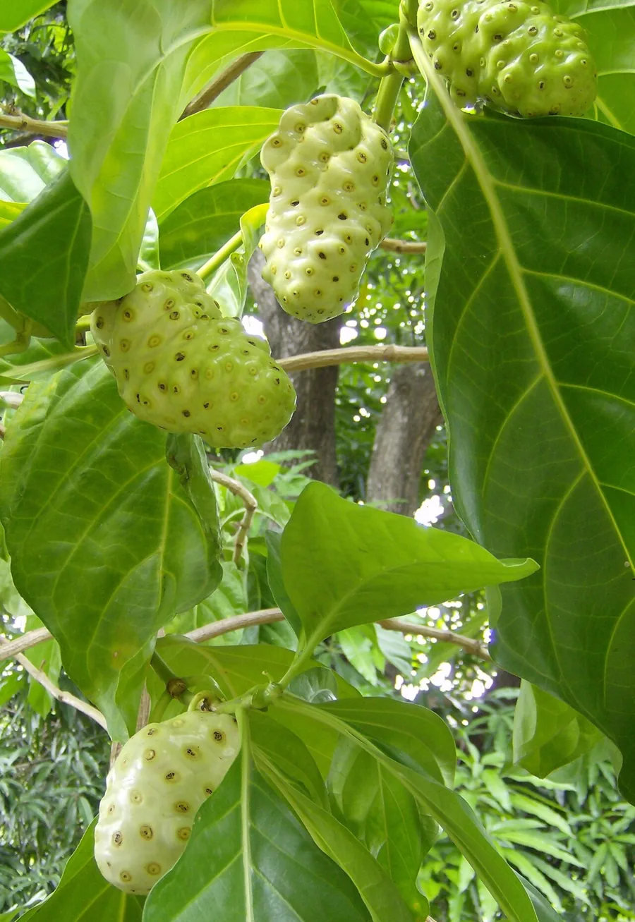 Reife Noni-Fruechte am Baum